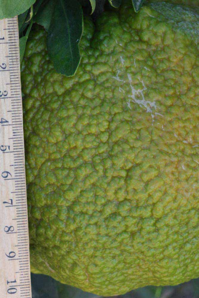            Immature fruit (Riverside, CA)   